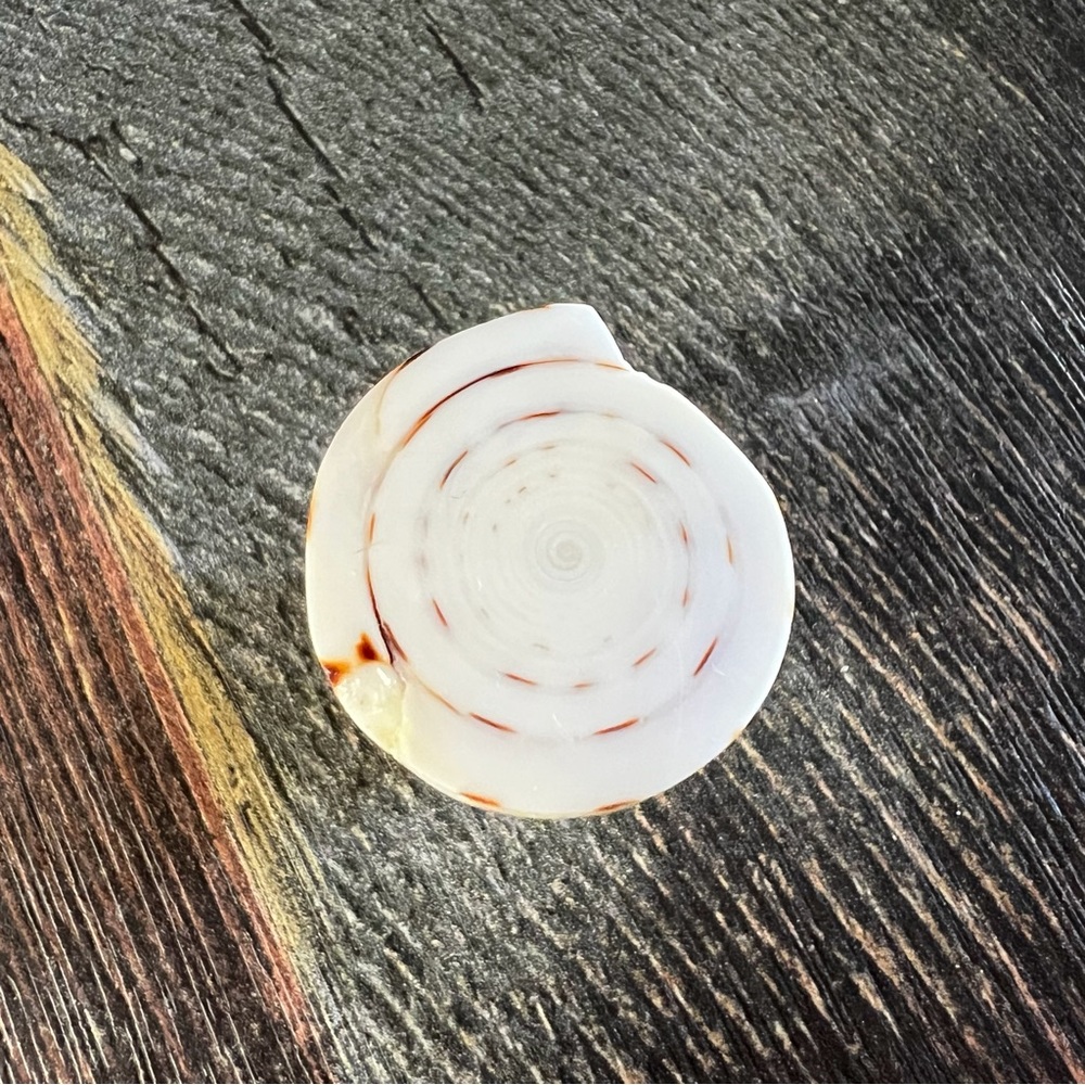 Genuine Shell Ring - Picture 3 of 5